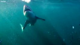 دنیای حیوانات  کوسه های سفید عصبانی یا شجاع ؟  Mad or Brave White Shark