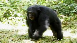 دنیای حیوانات  شامپانزه ها آموزش تجارت  Chimp Learns to Trade