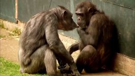 دنیای حیوانات  شامپانزه ها چگونه صحبت می کنند ؟  How to Speak Chimpanzee