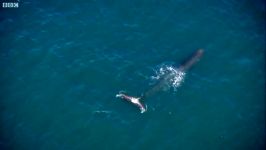 دنیای حیوانات  اسپرم بسیار زیاد نهنگ  Enormous Sperm Whale Spotted