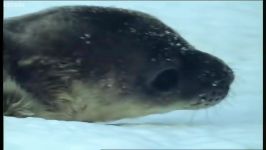 دنیای حیوانات  اولین تنفس بچه فوک دریایی  Cute baby seal takes first breath