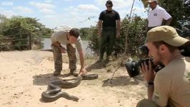 دنیای حیوانات  کشتی گرفتن آناکوندای سبز  Wrestles with a Green Anaconda