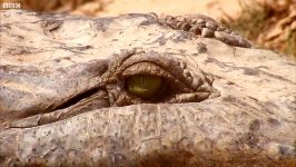 دنیای حیوانات  محافظت کروکودیل تخم ها لانه خود  Crocodile Protects Nest