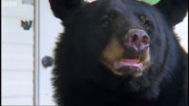 دنیای حیوانات  آیا باید به خرس ها غذا بدهیم ؟  Should We Feed Bears
