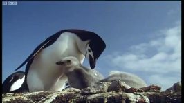 دنیای حیوانات  قربانی کردن پنگوئن توسط همنوع خود  Ultimate Penguin Sacrifice