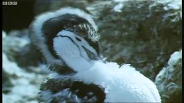 دنیای حیوانات  اجتماع پنگوئن ها  Penguin Colony Shed Feathers