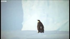 دنیای حیوانات  مقابله پنگوئن امپراطور  Tackling An Emperor Penguin