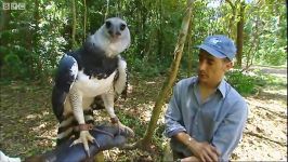 دنیای حیوانات  در قلب آشیانه عقاب هارپی  Inside a Harpy Eagle Nest