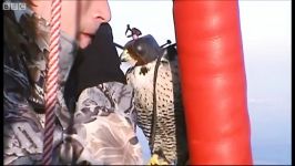 دنیای حیوانات  مسابقه شاهین مرد هوانورد  Falcon Vs Skydiver