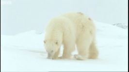 دنیای حیوانات  خرس قطبی شکارچی درنده قطب شمال  Polar Bear Arctic Apex predator