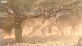 دنیای حیوانات  حمله بوفالوی خطرناک به ماشین  Dangerous Buffalo Attacks Jeep