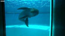 دنیای حیوانات  دلفین ها چقدر باهوش هستند ؟  Just how smart are dolphins