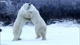 دنیای حیوانات  مبارزه سهمگین خرس های قطبی  Polar Bear Fight