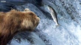 دنیای حیوانات  شکار سالومون توسط خرس گریزلی  Grizzly Bears Catching Salmon