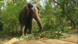 دنیای حیوانات  زنده ماندن حمله مرگبار فیل عصبانی  elephant attack