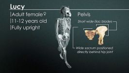 لوسی 3.2 میلیون ساله مادر همه انسان ها  Lucy 3.2 Million Year Old