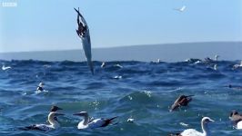 دنیای حیوانات  غواصی عجیب مرغ دریایی در آب  Torpedo Gannet Diving