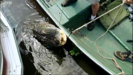 دنیای حیوانات  تمساح های خطرناک فلوریدا  Dangerous Florida Alligators