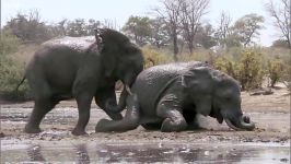 دنیای حیوانات  مبارزه فیل ها بیرون آب  Elephants Fight Over Water