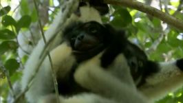 دنیای حیوانات  پرش لِمور بامزه روی درختان  Cute Jumping Indri Lemurs