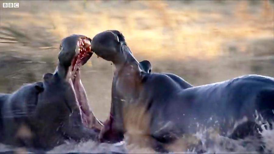 دنیای حیوانات  مبارزه اسب آبی نر خشمگین برای تصاحب ماده  Angry Hippos Fight