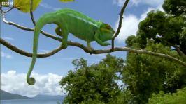 دنیای حیوانات  مبارزه آفتاب پرست ها  Chameleon Fight