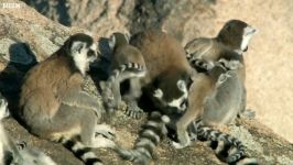 دنیای حیوانات  در تعقیب دوقلوهای لِمور دم حلقوی  Twin Baby Ring Tailed Lemurs