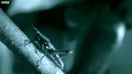 دنیای حیوانات  مارمولک درختی استاد استتار در شکار  Leaf Gecko Stealth Hunting