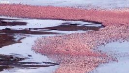 دنیای حیوانات  بر بالای میلیون ها فلامینگو مهاجر  Over a Million Flamingos