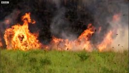 دنیای حیوانات  آتشسوزی ویرانگر در طبیعت ساوانا  Devastating Wildfires Savannah