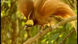 دنیای حیوانات  رقص عجیب پرندگان برای جفتگیری  Birds of Paradise Mating Dance