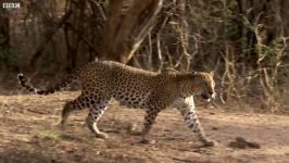 دنیای حیوانات  زندگی یک پلنگ  Living With A Leopard