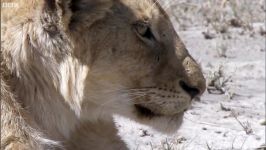 دنیای حیوانات  نجات یافتن حمله شیرها  Lions Battle to Survive