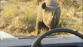 دنیای حیوانات  فرار کرگدن سیاه خشمگین  Lucky Escape from a Black Rhino