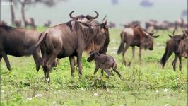 دنیای حیوانات  تولد عجیب در طبیعت وحشی  Wildebeest Calf Birth