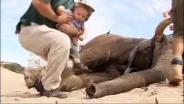 دنیای حیوانات  دیدار کودک فیل صحرایی وحشی  Baby Meets Wild Desert Elephant