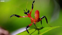 مبارزه آخوندک کونگ فو کار عنکبوت جهنده  Kung Fu Mantis Vs Jumping Spider