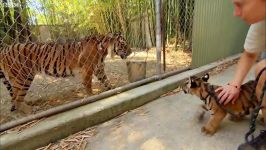 دنیای حیوانات  اولین ملاقات توله ببرها ببر پیر  Cubs Meet Adult Tiger