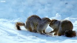 دنیای حیوانات  زندگی سنجاب قطبی در زمستان  Arctic Squirrel Survives Winter