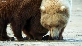 دنیای حیوانات  خرس گریزلی شکار صدف  Grizzly Bear Hunts For Clams