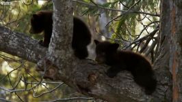 دنیای حیوانات  بالا رفتن توله خرس سیاه درخت  Black Bear Cubs Down Tree