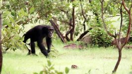 دنیای حیوانات  حمله شامپانزه ها به میمون نر جوان  Chimpanzee Attack Young Male