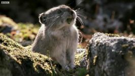 دنیای حیوانات  ذخیره سازی غذا توسط موش صحرایی برای زمستان  Pika in Winter