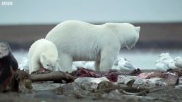 دنیای حیوانات  جشن خرس قطبی لاشه نهنگ مرده  Polar Bears Feast On Dead Whale