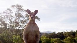 دنیای حیوانات  مبارزه بوکس کانگوروها  Kangaroo Boxing Fight