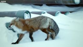 دنیای حیوانات  زندگی روباه کوچک در قطب یخزده  Survive as a Tiny Arctic Fox
