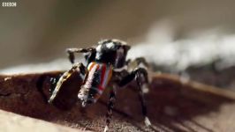 دنیای حیوانات  رقص عنکبوت برای زندگی  Spider Dances For His Life