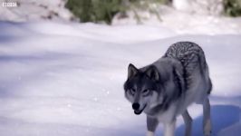 دنیای حیوانات  ردگیری گوزن شمالی توسط گرگ ها  Caribou Spot Wolves