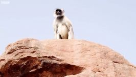 دنیای حیوانات  چهره ترسناک میمون ها هنگام مبارزه  Scarface Fights Off Monkeys