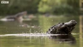 دنیای حیوانات  نمایش تماشایی تمساح برای جفتگیری  Spectacular Alligator Mating